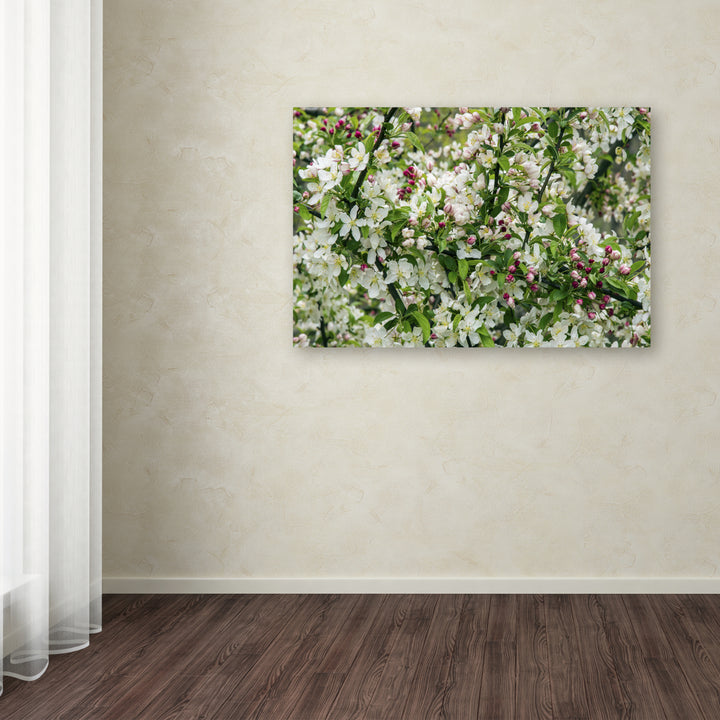 Kurt Shaffer Apple blossoms Canvas Art 16 x 24 Image 3