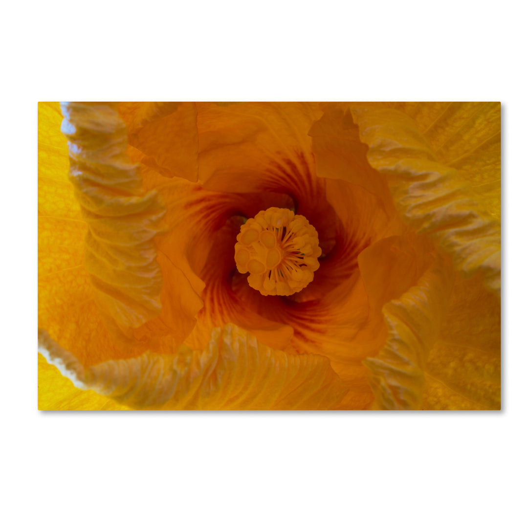Kurt Shaffer Inside a Hibiscus Flower Canvas Art 16 x 24 Image 1