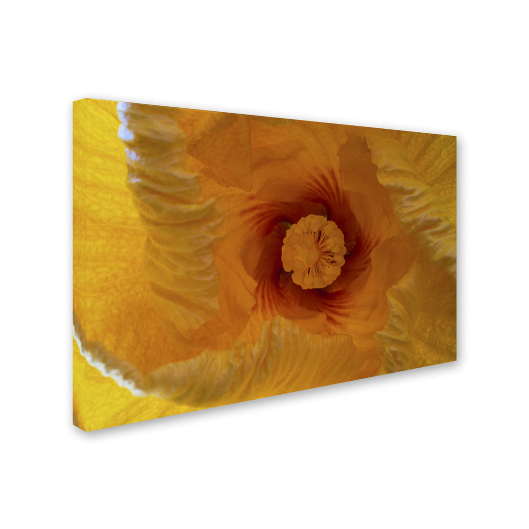 Kurt Shaffer Inside a Hibiscus Flower Canvas Art 16 x 24 Image 2