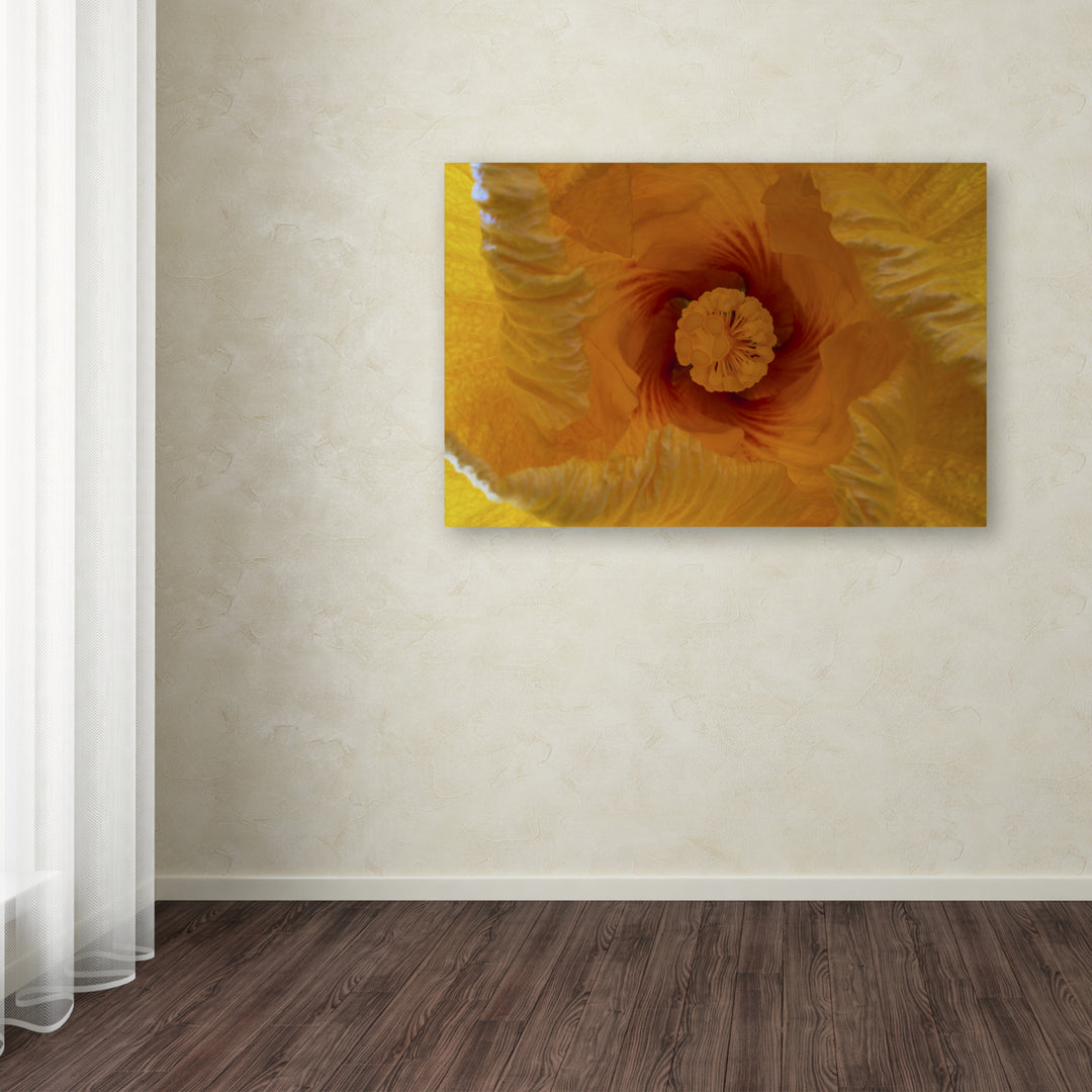 Kurt Shaffer Inside a Hibiscus Flower Canvas Art 16 x 24 Image 3