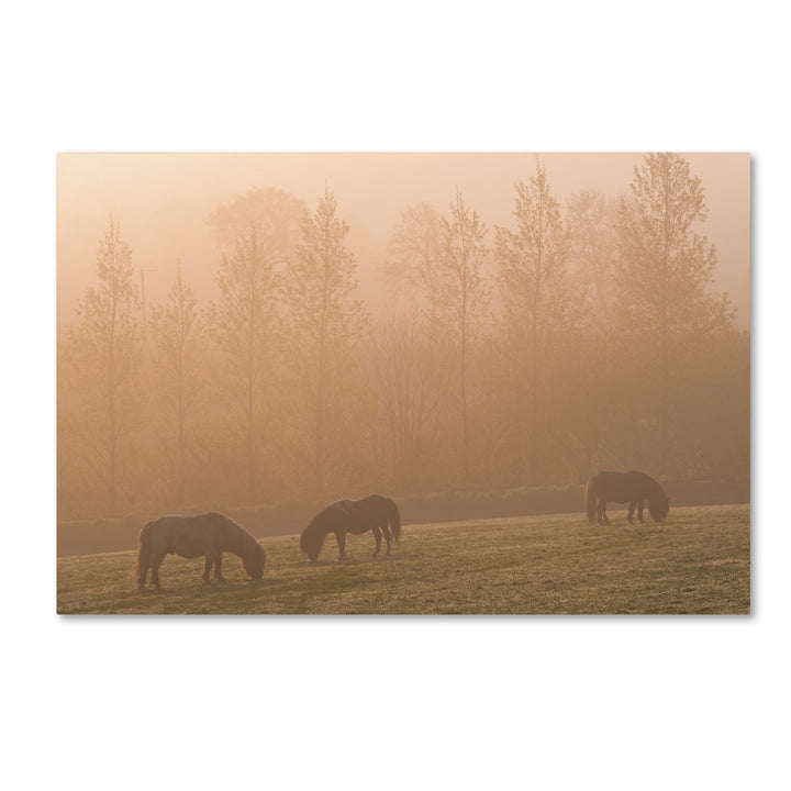 Adam Burton Ponies in the Mist Canvas Art 16 x 24 Image 1