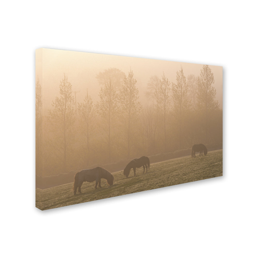 Adam Burton Ponies in the Mist Canvas Art 16 x 24 Image 2