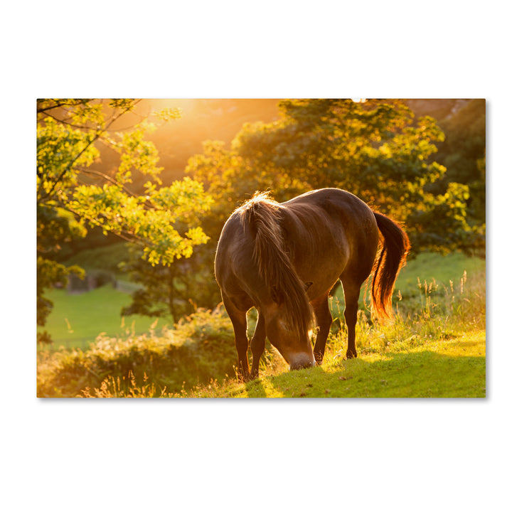 Adam Burton Exmoor Pony Canvas Art 16 x 24 Image 1