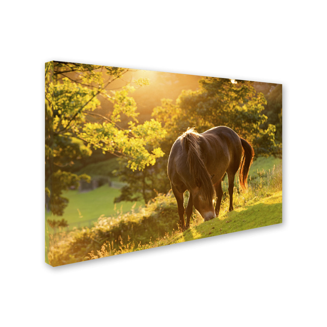 Adam Burton Exmoor Pony Canvas Art 16 x 24 Image 2