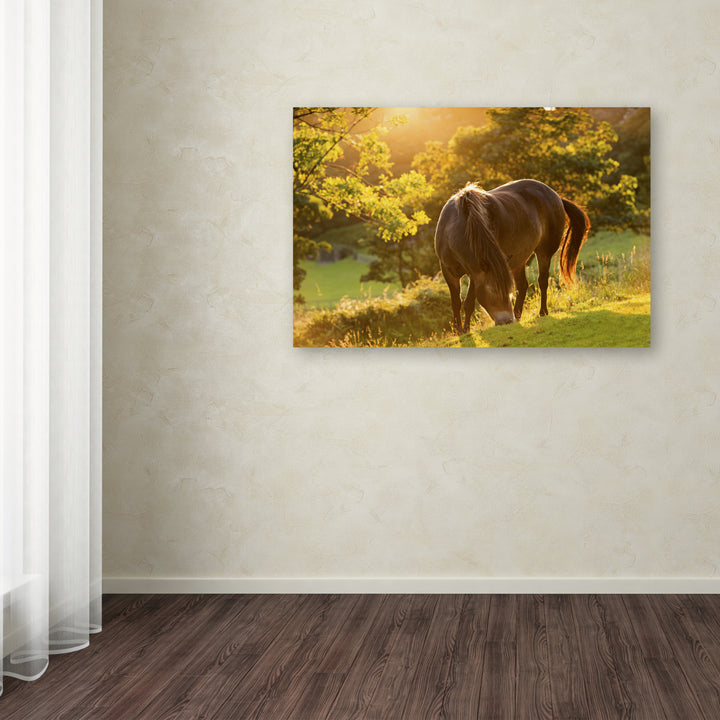 Adam Burton Exmoor Pony Canvas Art 16 x 24 Image 3