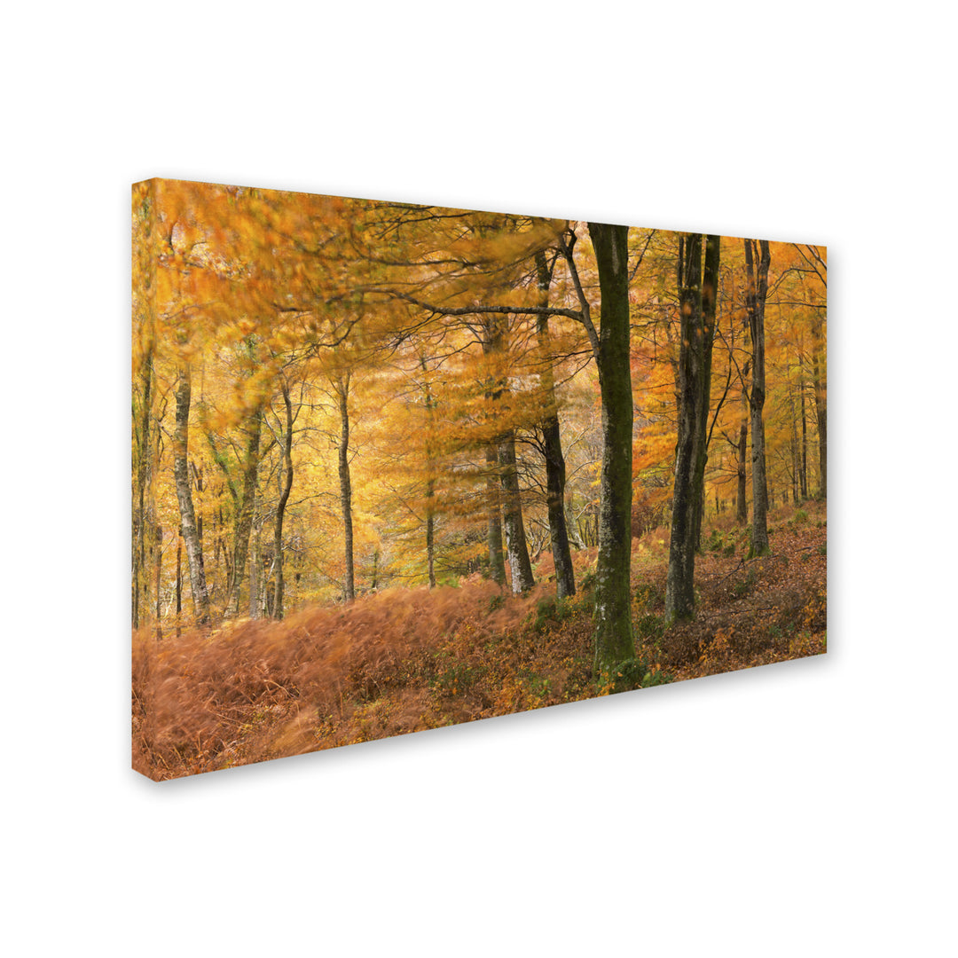 Adam Burton Autumn Winds Canvas Art 16 x 24 Image 2