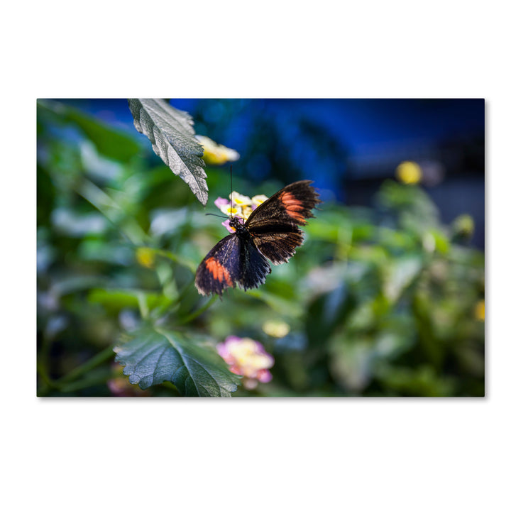 Yale Gurney Black and Orange Butterfly Canvas Art 16 x 24 Image 1