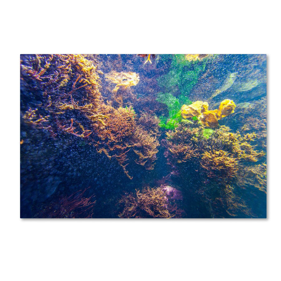 Yale Gurney Underwater Abstract Canvas Art 16 x 24 Image 1