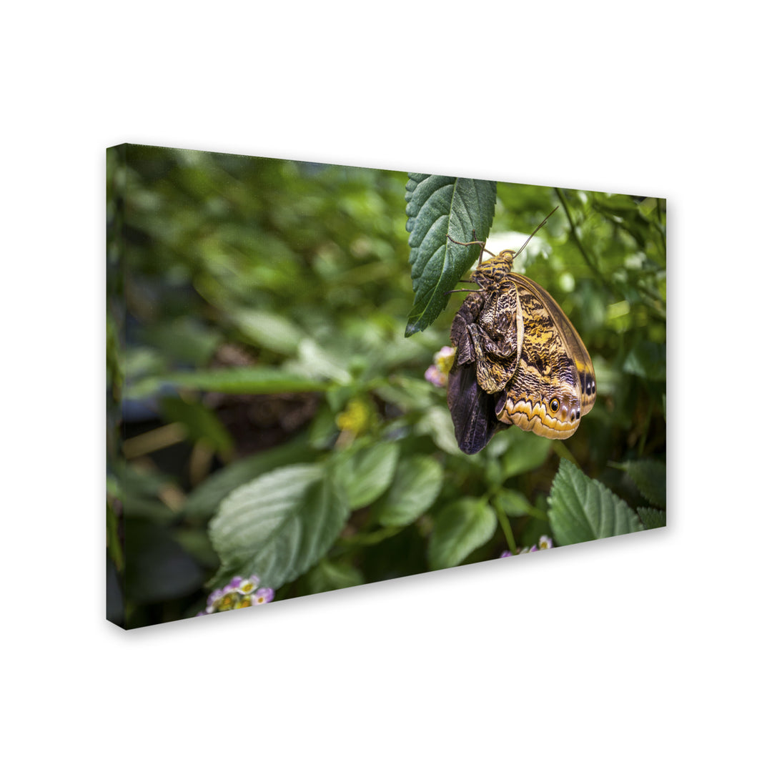 Yale Gurney Yellow and Grey Butterfly Canvas Art 16 x 24 Image 2
