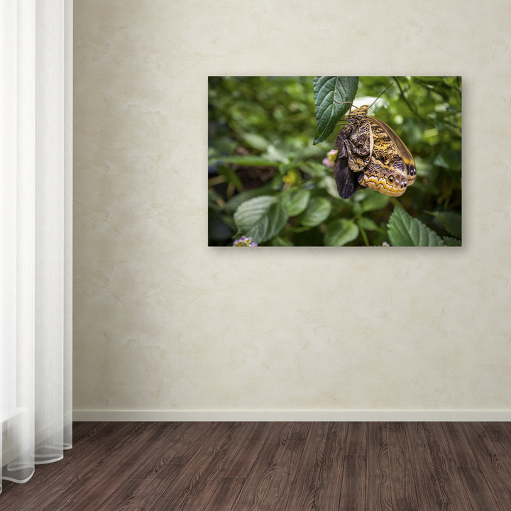 Yale Gurney Yellow and Grey Butterfly Canvas Art 16 x 24 Image 3