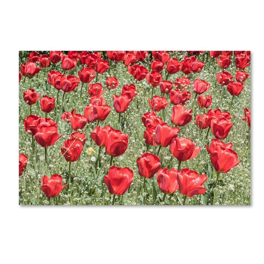 Kurt Shaffer Red Red Tulips Canvas Art 16 x 24 Image 1