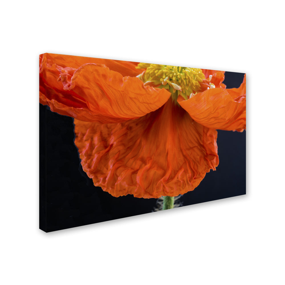 Kurt Shaffer Poppy Petals Canvas Art 16 x 24 Image 2