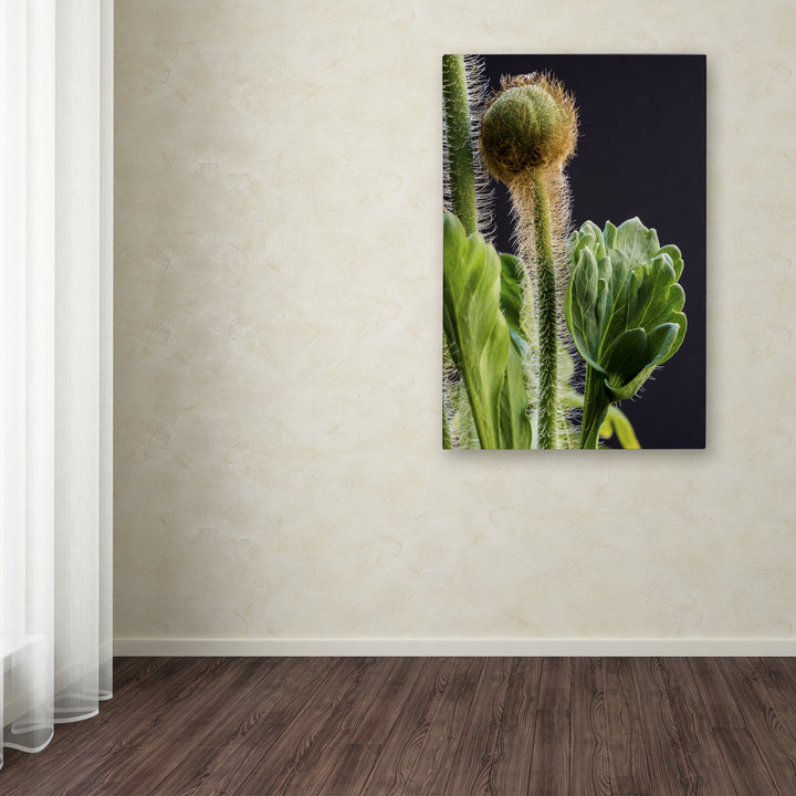 Kurt Shaffer Poppy Flower Bud Canvas Art 16 x 24 Image 3