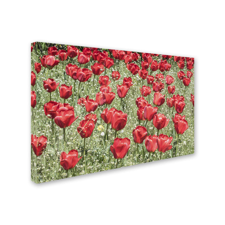 Kurt Shaffer Red Red Tulips Canvas Art 16 x 24 Image 2