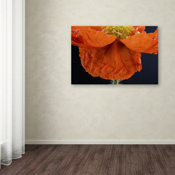 Kurt Shaffer Poppy Petals Canvas Art 16 x 24 Image 3