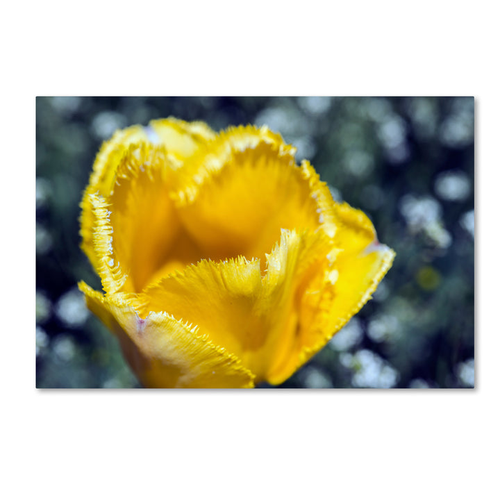Kurt Shaffer Yellow Fringed Tulip II Canvas Art 16 x 24 Image 1