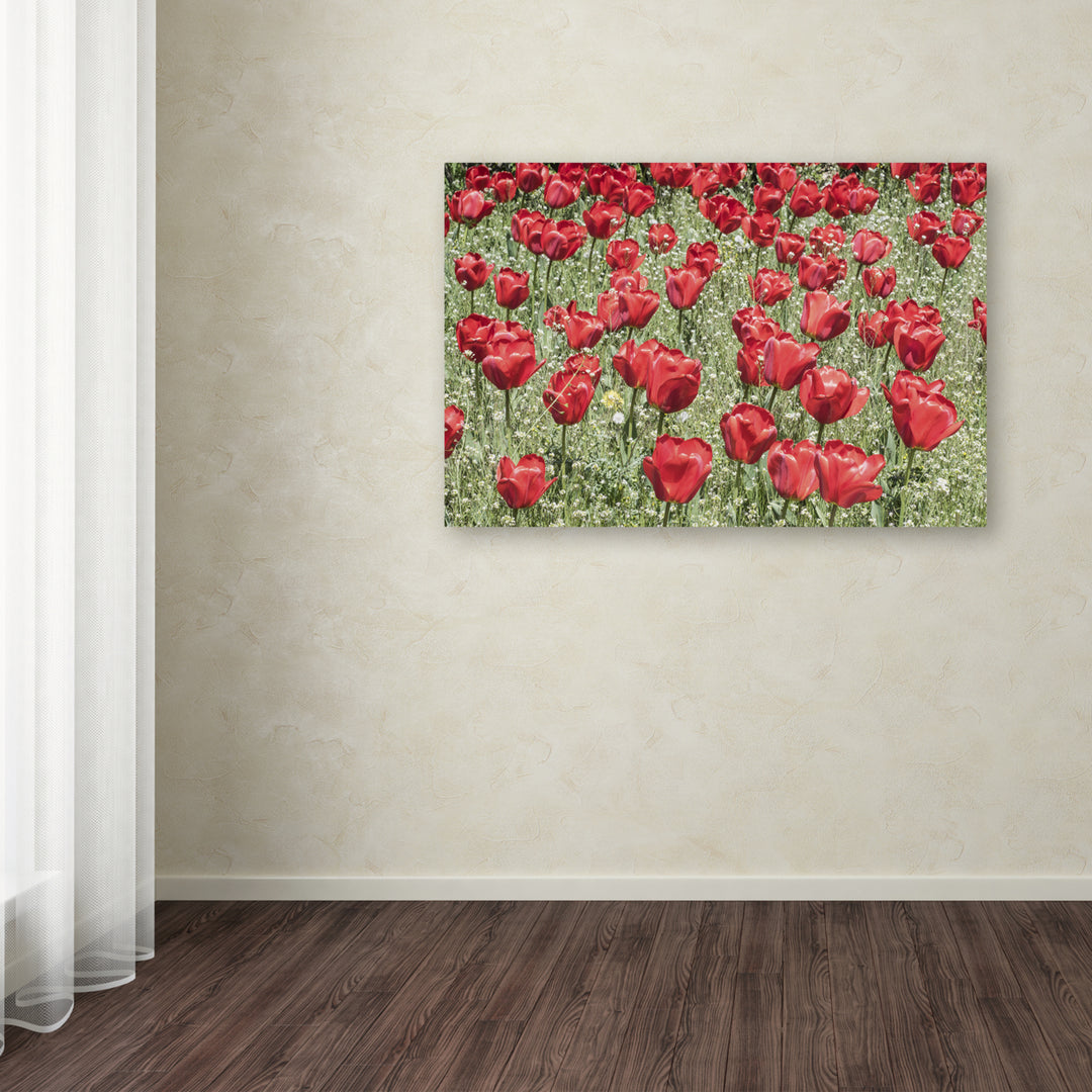 Kurt Shaffer Red Red Tulips Canvas Art 16 x 24 Image 3