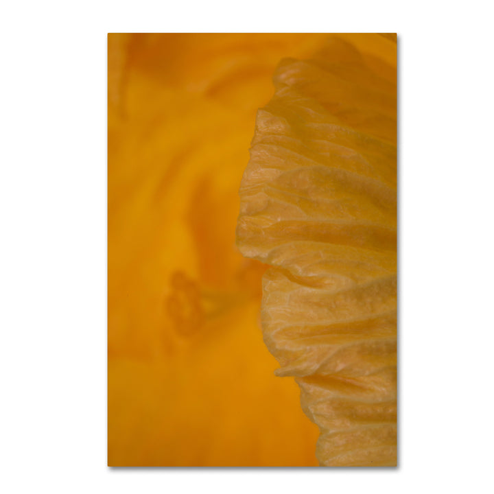 Kurt Shaffer Yellow Hibiscus Study II Canvas Art 16 x 24 Image 1
