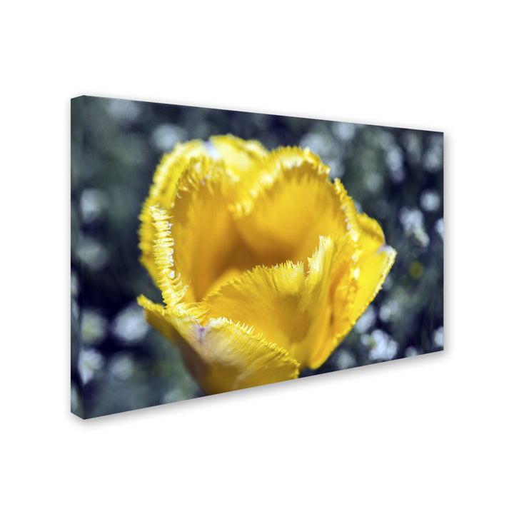 Kurt Shaffer Yellow Fringed Tulip II Canvas Art 16 x 24 Image 2