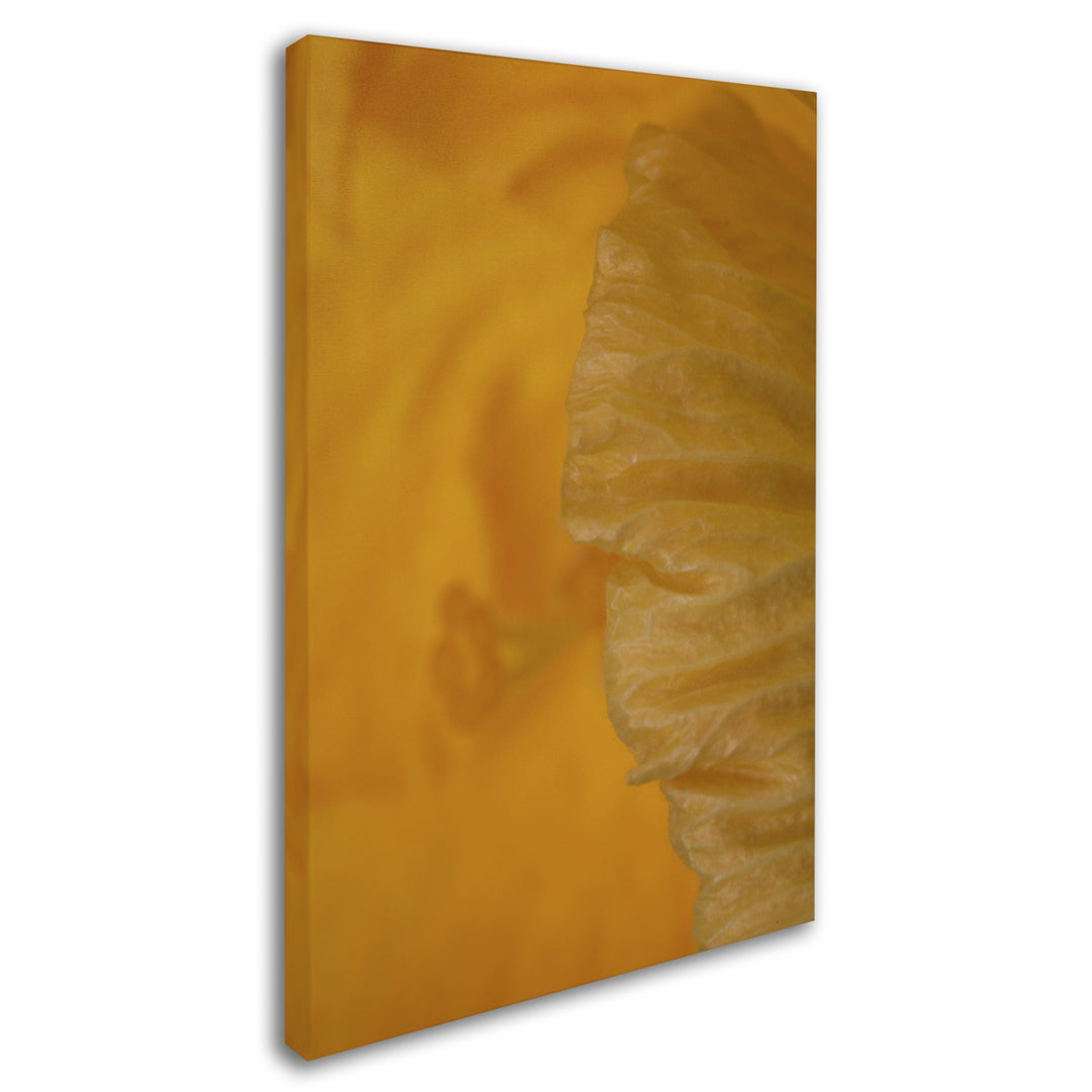 Kurt Shaffer Yellow Hibiscus Study II Canvas Art 16 x 24 Image 2