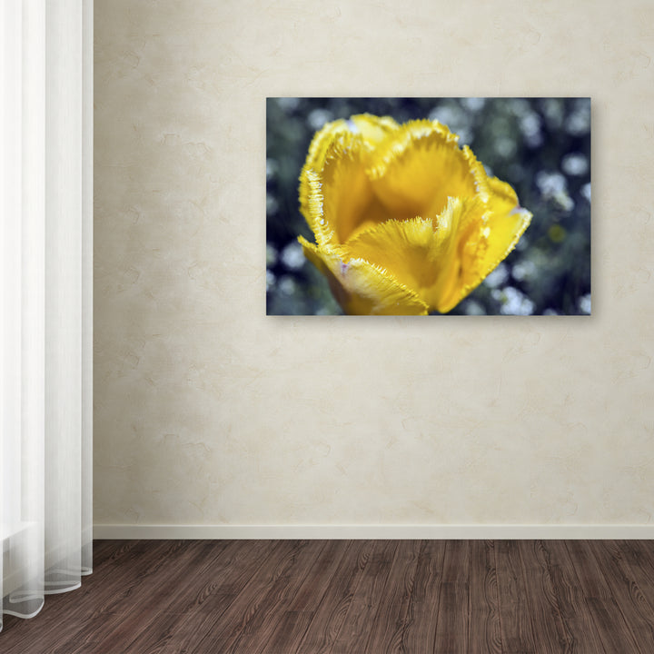 Kurt Shaffer Yellow Fringed Tulip II Canvas Art 16 x 24 Image 3
