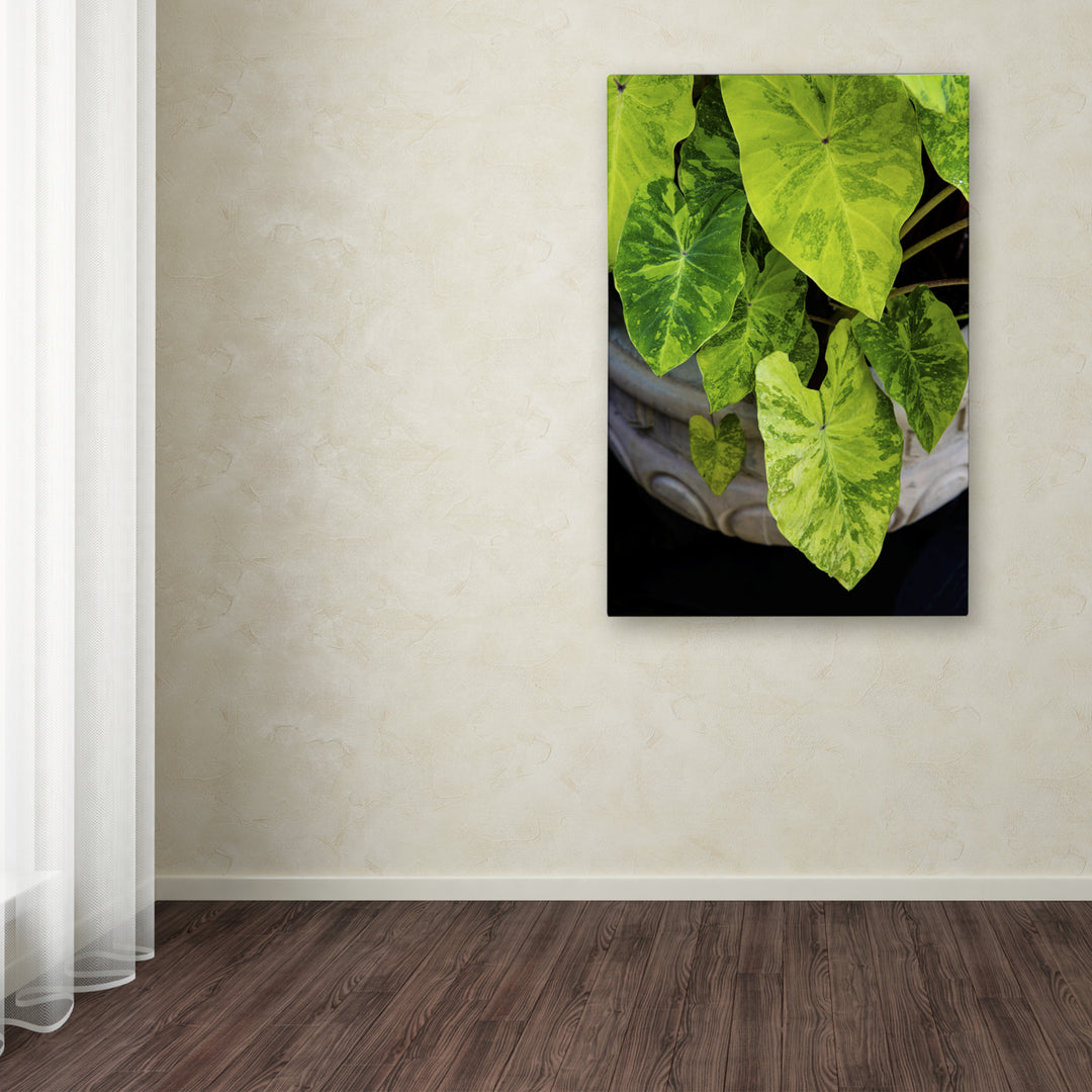 Kurt Shaffer Caladium Green Canvas Art 16 x 24 Image 3