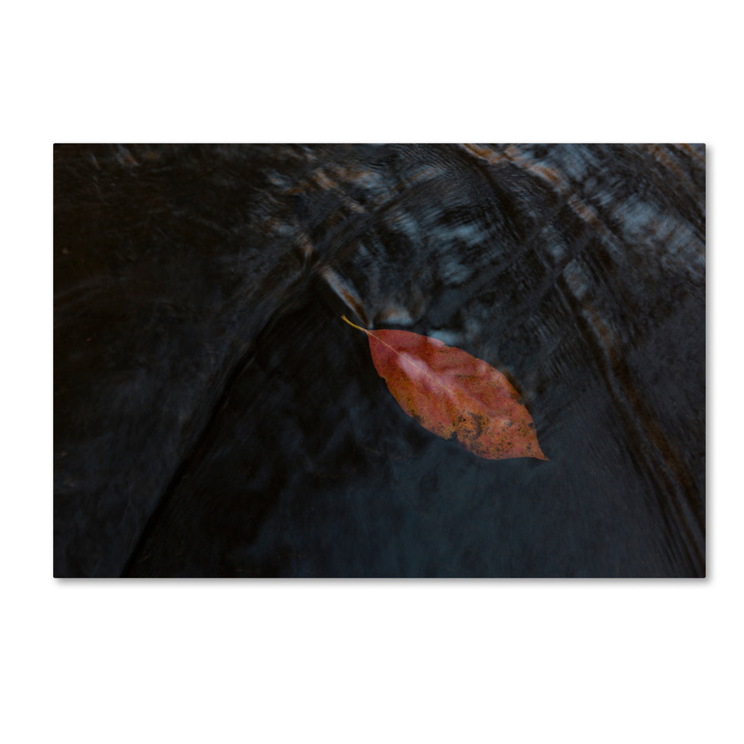 Kurt Shaffer A Leaf in the Stream Canvas Art 16 x 24 Image 1