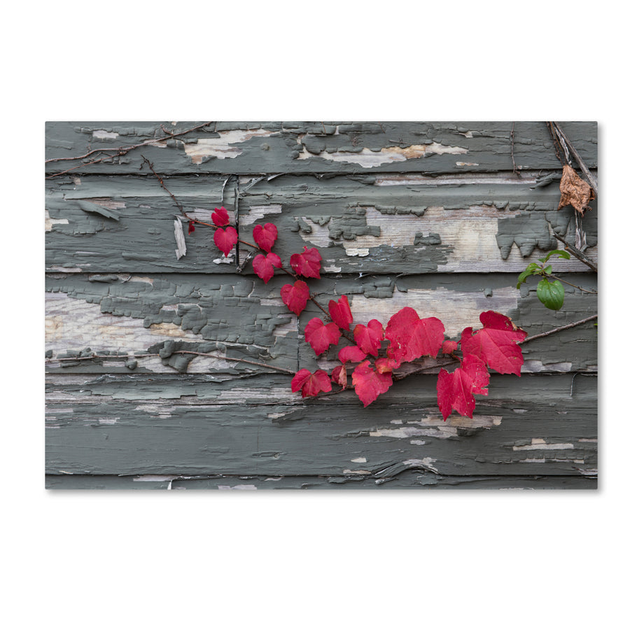 Kurt Shaffer Red Leaves on a Weathered Wall Canvas Art 16 x 24 Image 1
