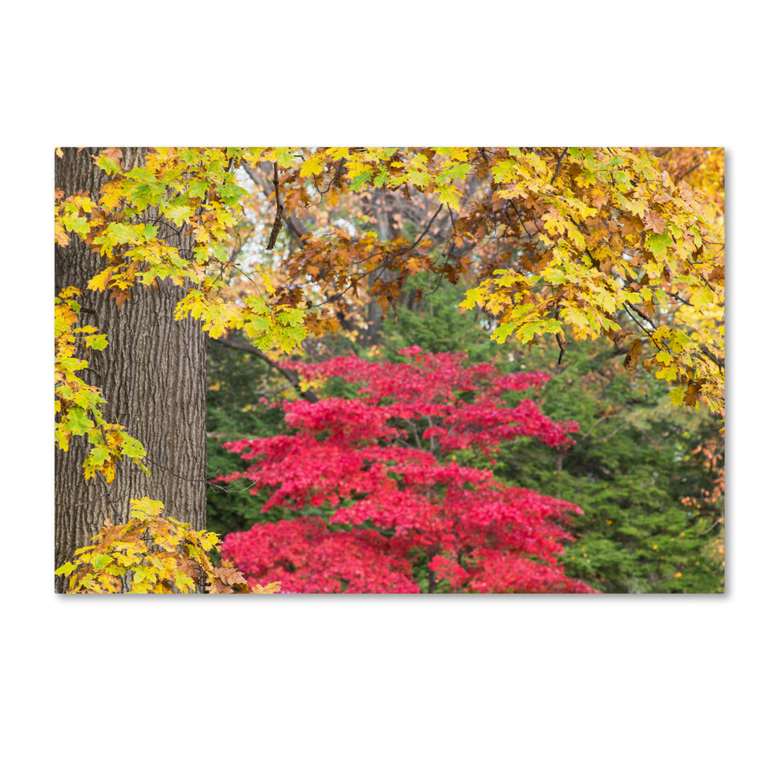 Kurt Shaffer Reds and Yellows of Autumn Canvas Art 16 x 24 Image 1