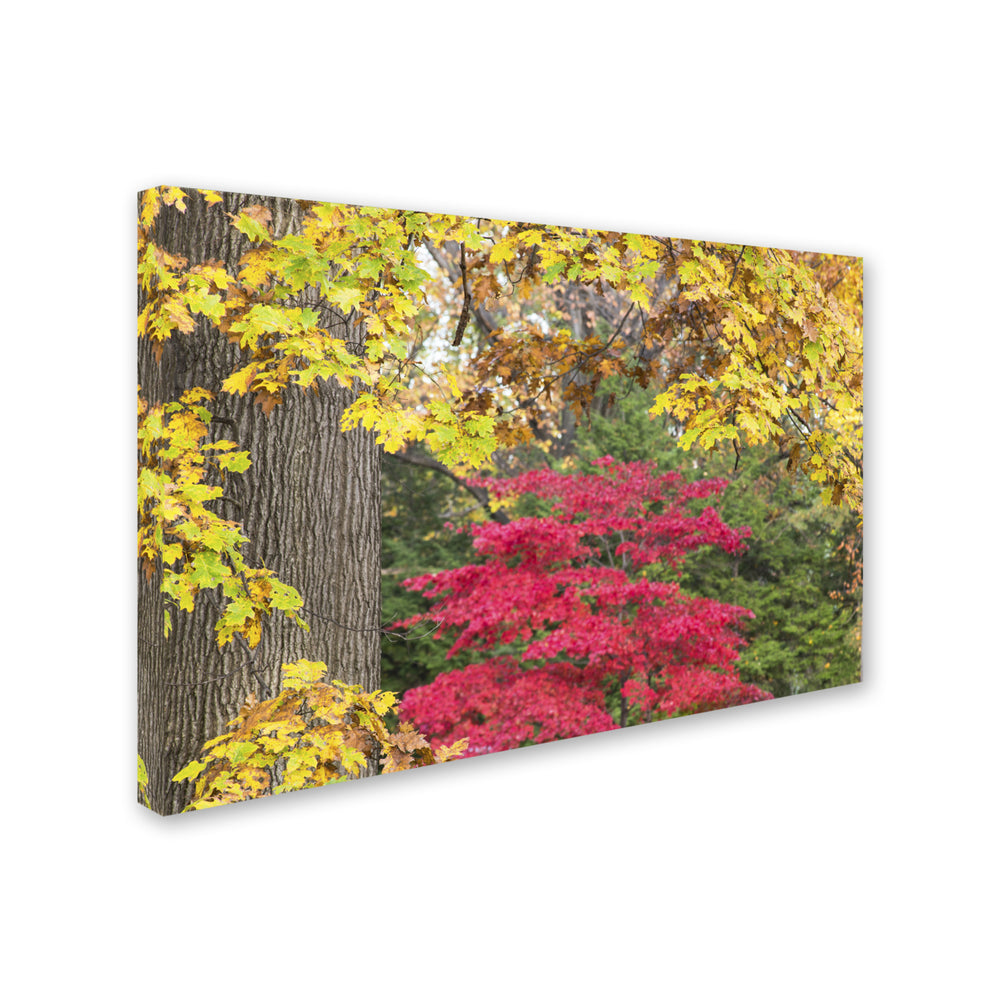 Kurt Shaffer Reds and Yellows of Autumn Canvas Art 16 x 24 Image 2