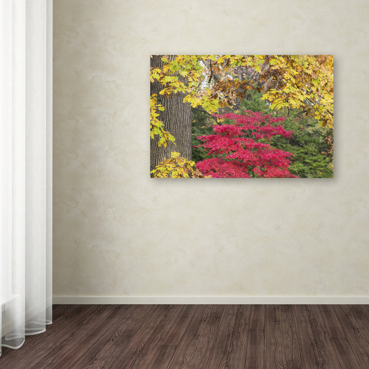 Kurt Shaffer Reds and Yellows of Autumn Canvas Art 16 x 24 Image 3