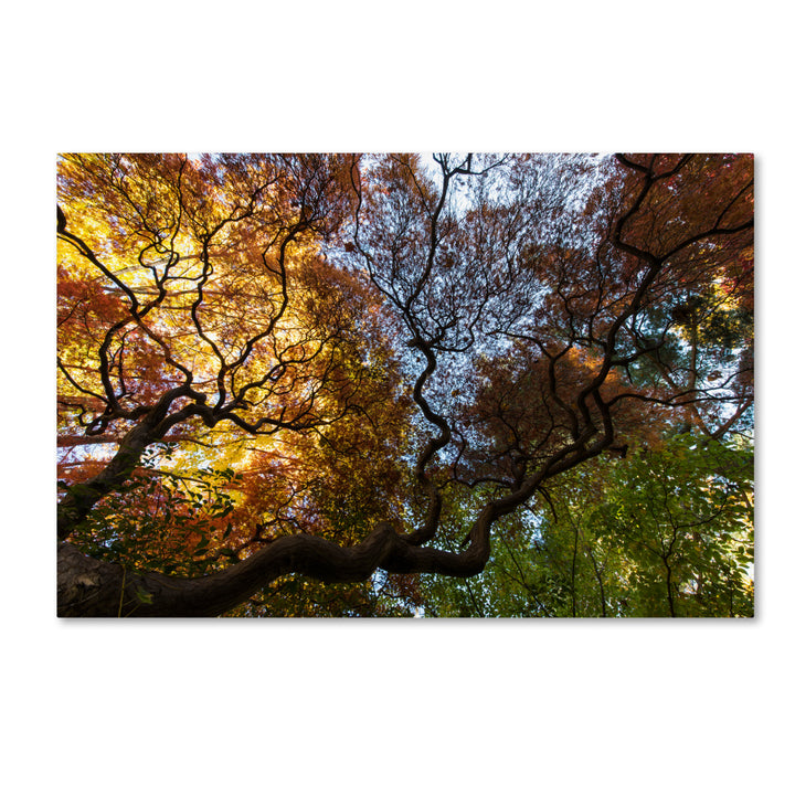 Kurt Shaffer Under a Japanese Maple Tree Canvas Art 16 x 24 Image 1