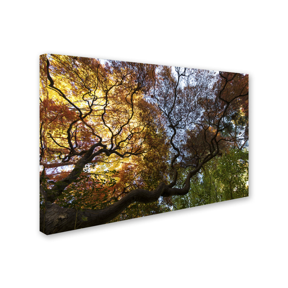 Kurt Shaffer Under a Japanese Maple Tree Canvas Art 16 x 24 Image 2