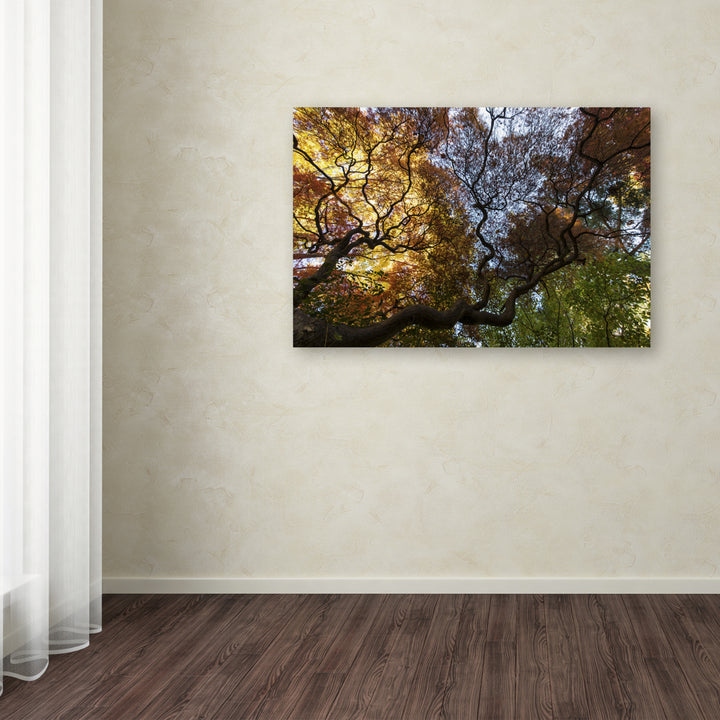 Kurt Shaffer Under a Japanese Maple Tree Canvas Art 16 x 24 Image 3