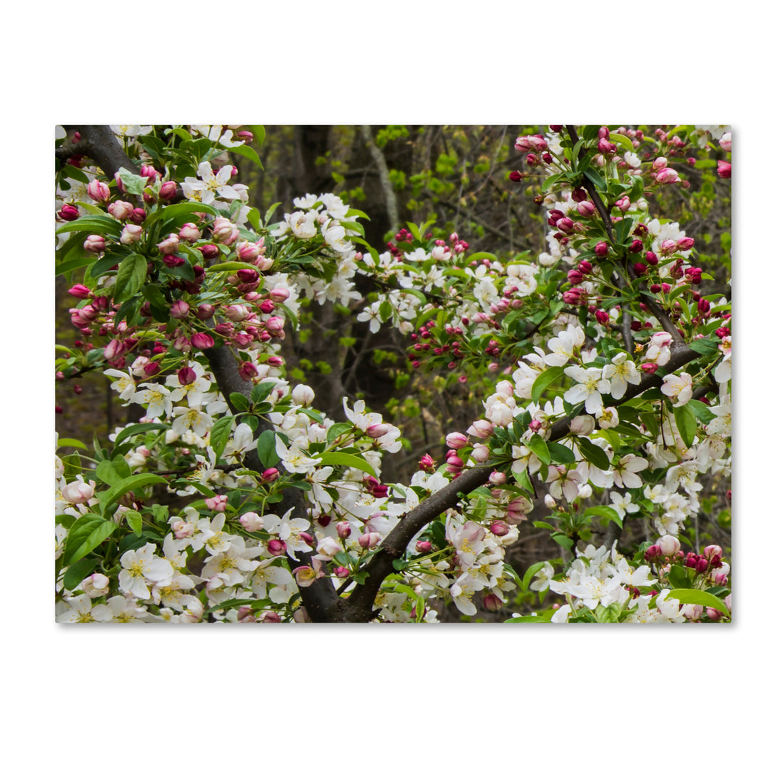 Kurt Shaffer Apple blossoms II Canvas Art Image 1