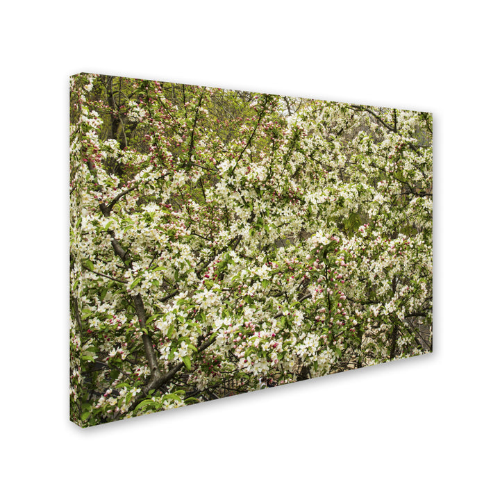 Kurt Shaffer Apple blossoms III Canvas Art Image 2