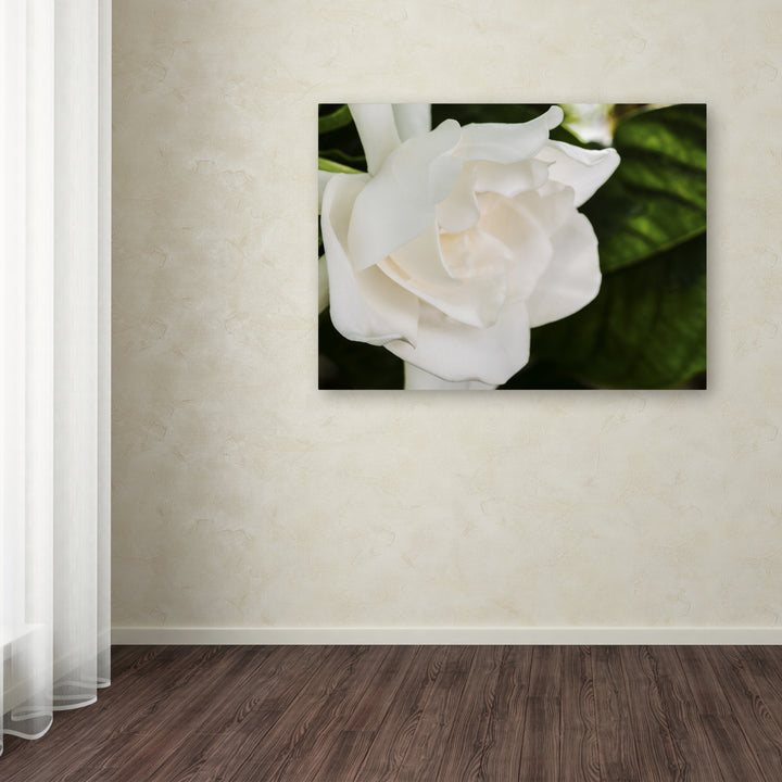 Kurt Shaffer Gardenia Canvas Art Image 3