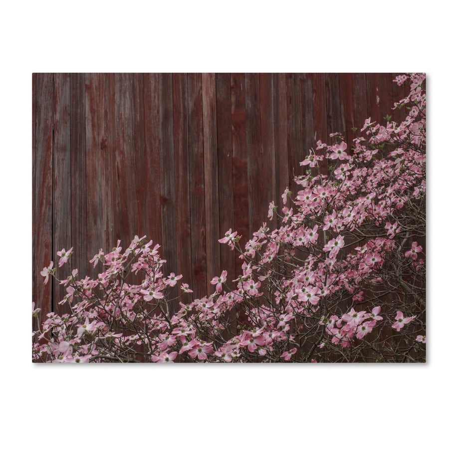 Kurt Shaffer Pink Dogwood Red Barn Wood Canvas Art Image 1