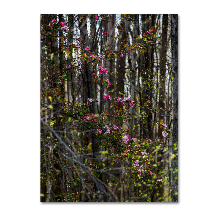 Kurt Shaffer Springtime in the Forest Canvas Art Image 1