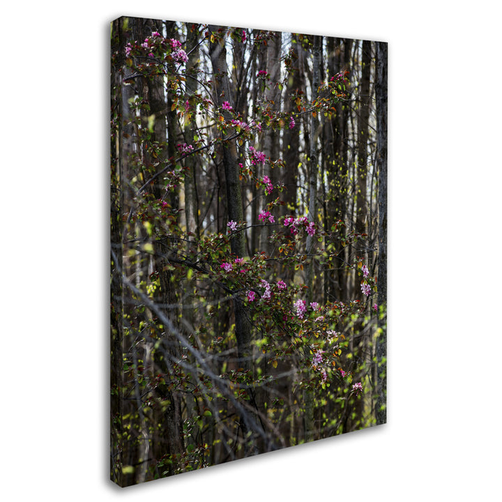 Kurt Shaffer Springtime in the Forest Canvas Art Image 2