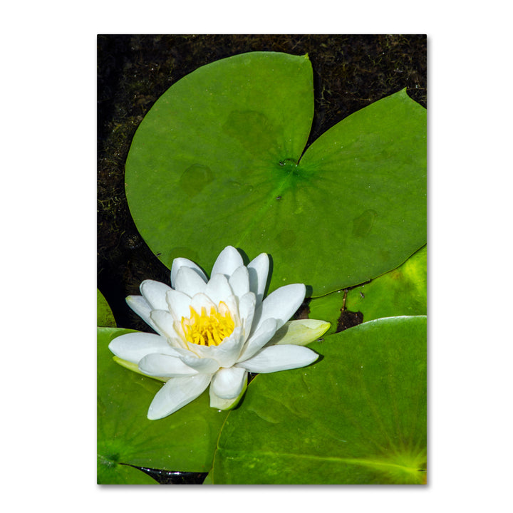 Kurt Shaffer White Lotus Canvas Art Image 1