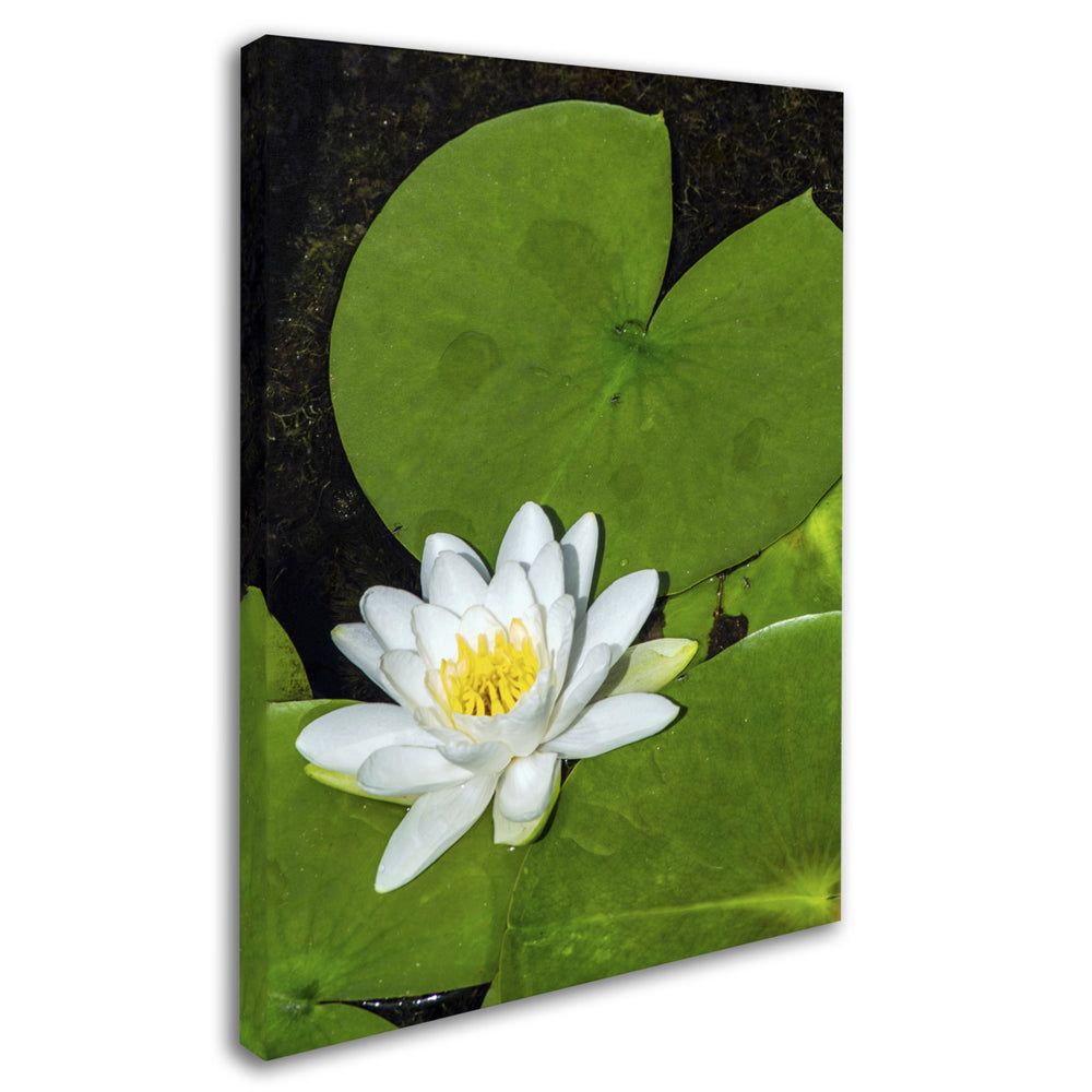 Kurt Shaffer White Lotus Canvas Art Image 2