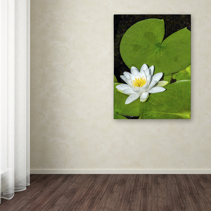 Kurt Shaffer White Lotus Canvas Art Image 3