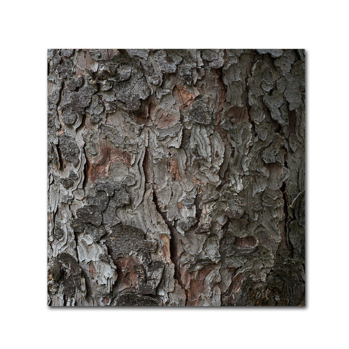 Kurt Shaffer Pine Tree Large Canvas Art 35 x 35 Image 1