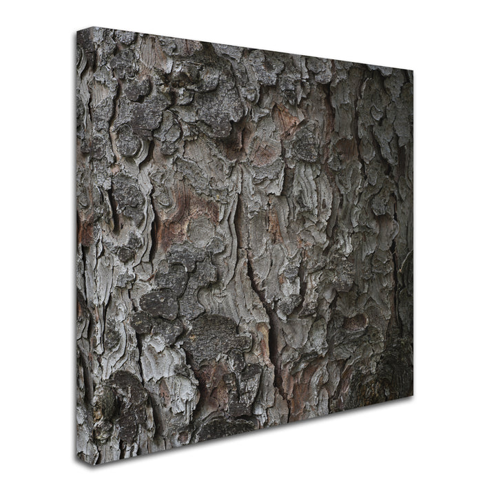 Kurt Shaffer Pine Tree Large Canvas Art 35 x 35 Image 2