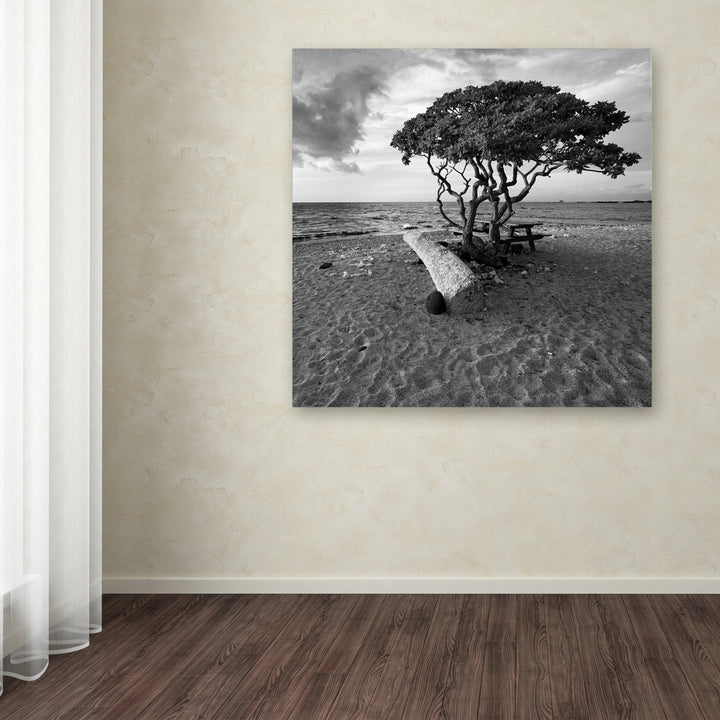 Rob Cherry Hawaiian Tree Large Canvas Art 35 x 35 Image 3