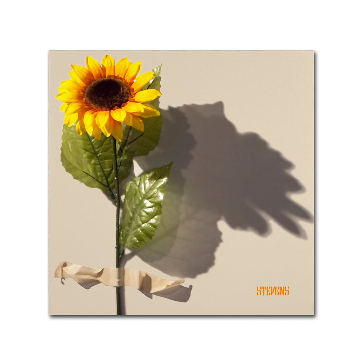 Roderick Stevens Sunflower Large Canvas Art 35 x 35 Image 1
