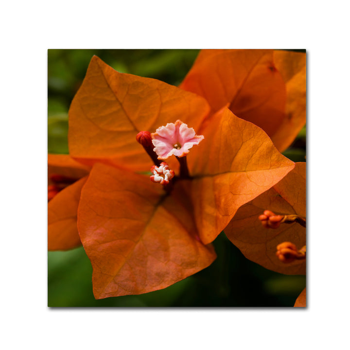 Kurt Shaffer Orange Bougainvillea Canvas Art 24 x 24 Image 1