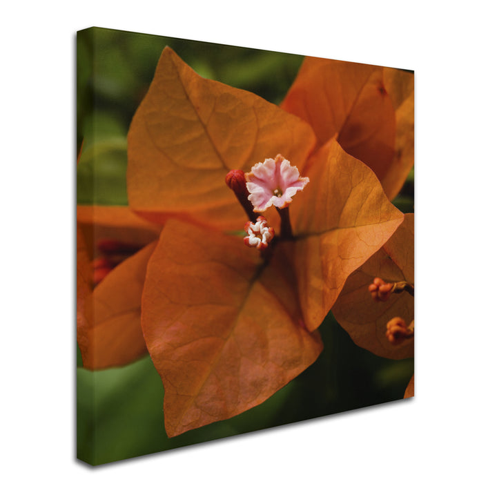 Kurt Shaffer Orange Bougainvillea Canvas Art 24 x 24 Image 2