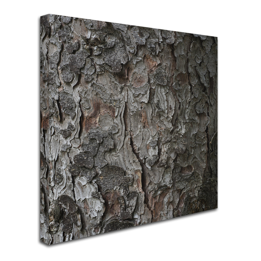 Kurt Shaffer Pine Tree Canvas Art 24 x 24 Image 2
